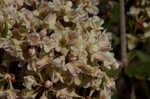 Dogtongue buckwheat